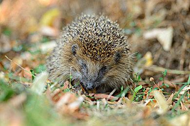 JRPG《贤者世界Re:Try》Steam页面上线 暂不支持中文